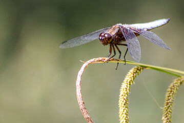 Macro of Odonata Libellula depressa with blue body as insect of the year 2001 and blue dragonfly as...