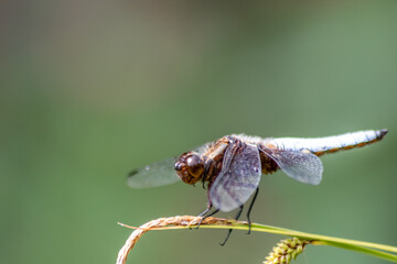 Macro of Odonata Libellula depressa with blue body as insect of the year 2001 and blue dragonfly as...
