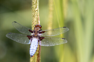 Macro of Odonata Libellula depressa with blue body as insect of the year 2001 and blue dragonfly as...