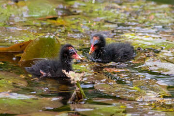 Little moorhen biddy with red beak and blue head with red and orange and black feathers begging for...
