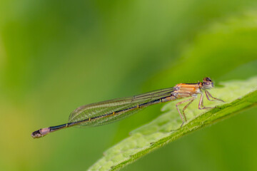 Blue dragonfly damselfly odonata with filigree wings and slim body as insect invertebrate in summer hunting for insects as beneficial organism at garden pond