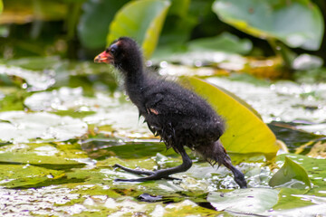 Little moorhen biddy with red beak and blue head with red and orange and black feathers begging for food of mother moorhen Rallidae as aquatic bird on duck pond and wetlands collecting insects as food