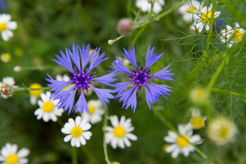 Centaurea and mayweed blooming in a meadow	