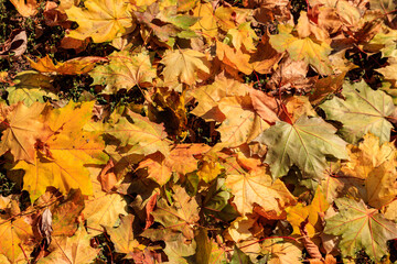 Background of the autumn maple leaves