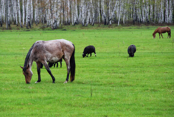 Naklejka na ściany i meble horse foal ram forest pasture grass spring summer