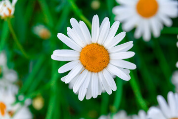 Fototapeta premium Chamomile flower close-up on a background of greenery.