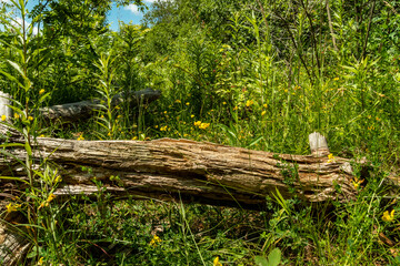 Fallen tree rotting in the midst of lush greenery