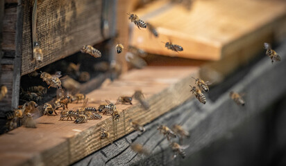 bee hive - bee breeding (Apis mellifera) close up