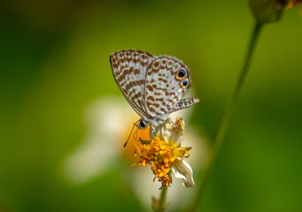 Cassius Blue butterfly