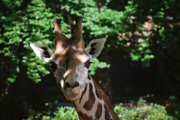 Front View of Rothschild's Giraffe in Czech Zoo. Beautiful Close-up of African Ruminant in Zoological Garden.