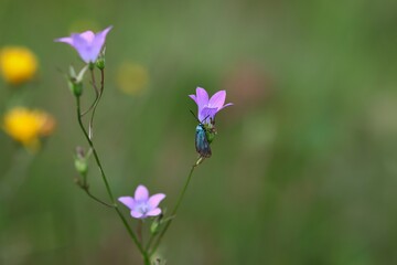 Adscita Statices on Campanula Patula in Summer Nature. The Green Forester Moth on Spreading Bellflower on a Meadow.