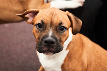 American Staffordshire Terrier puppy portrait on a walk. Dog muzzle close up outside