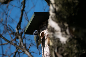 Blue Tit Examining Nest Box