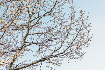 Fototapeta na wymiar tree branches in the snow against the sky
