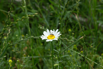 Two flies on a medicinal chamomile flower on a green meadow