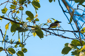 A beautiful bird in nature. Sunny day.