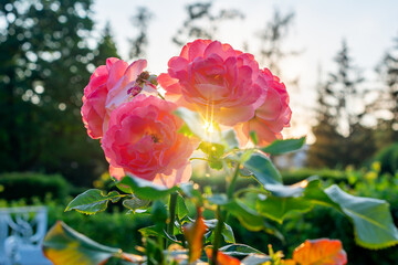 Blooming rose at sunset in Catherine park in Tsarskoe Selo (Pushkin), Saint Petersburg, Russia