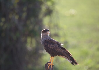 Closeup of Crested Caracara (Caracara plancus) sitting on tree stump Pantanal, Brazil.