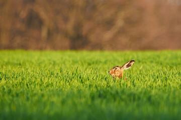 Obraz na płótnie Canvas European Hare hiding in the grass (Lepus Europaeus) 