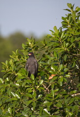 Closeup of Snail Kite (Rostrhamus sociabilis) sitting in green tree Pantanal, Brazil.