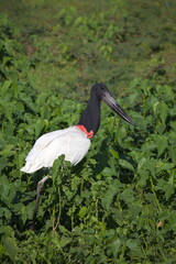 Closeup portrait of Jabiru Stork (Jabiru mycteria) walking in field of green swamp Pantanal, Brazil.