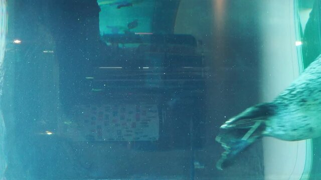 水槽の中を泳ぐゴマフアザラシ