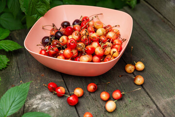 Ripe sweet cherries in a pink bowl on a wooden table. Close-up. Vitamins and healthy food.