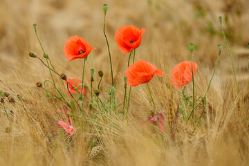 poppy flowers in cereal field