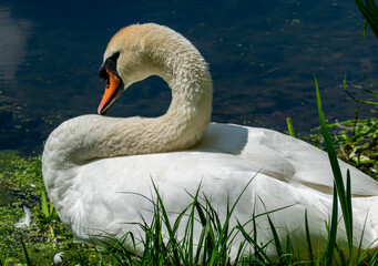 White swans by the lake in the reeds