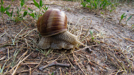 A large snail crawling on the ground
