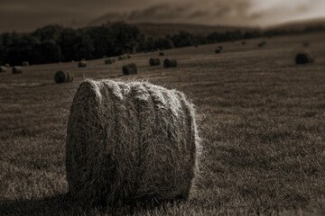 Morning light shines on a round bale of hay in the field.  Mowed and baled for storage..  B&W of...