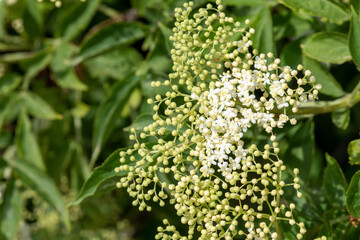 Close up of flowers on a black elder (sambucus nigra) plant