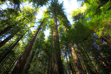 Looking up in the Redwood Forest, Humboldt Redwoods State Park, California