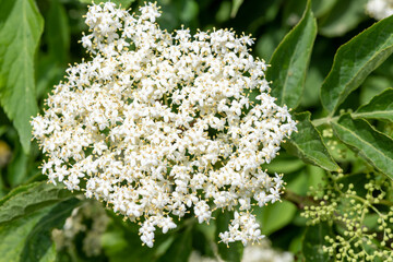 Close up of flowers on a black elder (sambucus nigra) plant