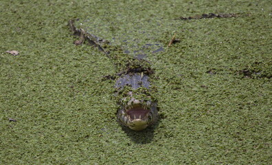 Closeup of Black Caiman (Melanosuchus niger) jaw wide open showing teeth in field of green swamp Pantanal, Brazil.