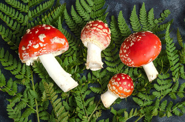 Non-edible poisonous mushrooms and fly agarics on the background of fern leaves
