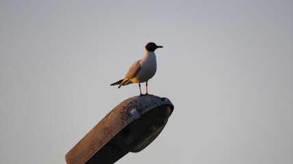 A seagull sitting on a street lamp