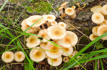 Autumn picking, edible forest mushrooms growing on a tree