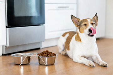 The dog sits near a bowl of food and licks its tongue, near a bowl of dry food at home. - Powered by Adobe