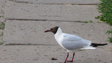 A seagull walking on a concrete tile