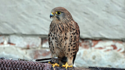 Detail of a kestrel predator