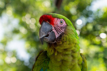 Ara ambigua, Green parrot Great-Green Macaw on tree. Wild rare bird in the nature and sitting on...