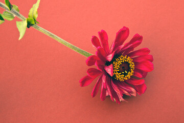 The flower is red on a red background.
