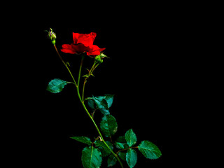 Red rose flower on a black background. Red Rose. Blooming flower. Green leaves. Black background. Night darkness. Memorial Day. Valentine's Day. Present. Romantic relationship.