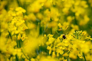 A bee pollinating yellow rapeseed flowers