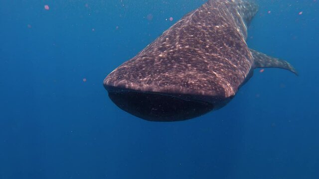 Tibur&oacute;n Ballena en el caribe mexicano 