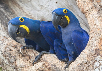 Closeup of two blue Hyacinth macaws (Anodorhynchus hyacinthinus) nesting in tree hollow Pantanal, Brazil.