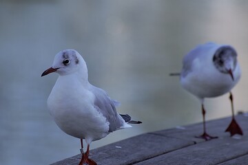 Young seagulls in the port of Barcelona