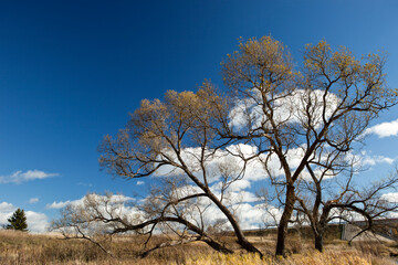 A big old tree, against the blue sky.
