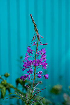 Purple Flowers In Front Of A Turquoise Wooden Wall